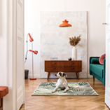 Chien propre dans la maison